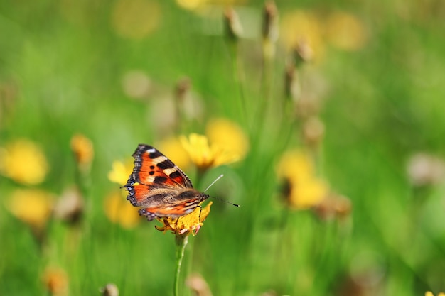 Borboleta na grama