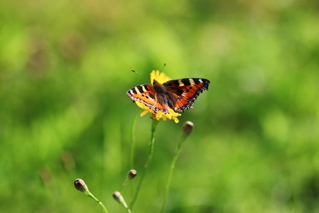 Borboleta na grama