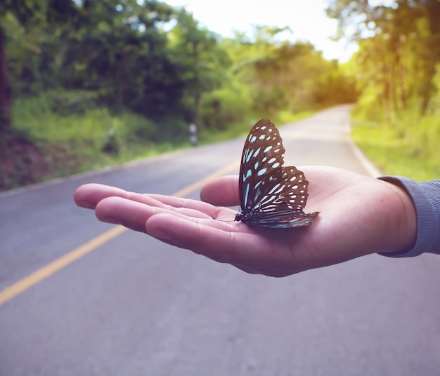 Borboleta na mão, conceito para a floresta e conservação do meio ambiente