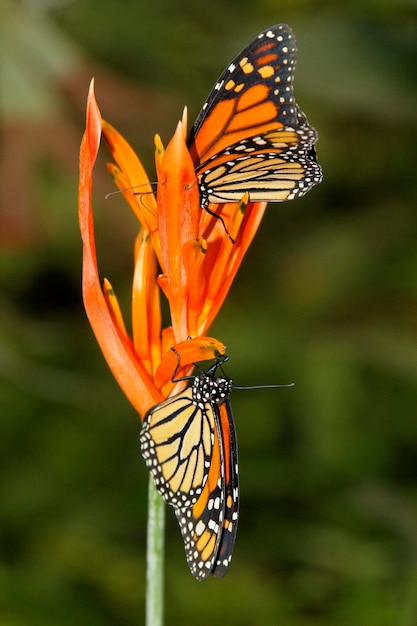 Foto borboleta na natureza - monarca - danaus plexippus