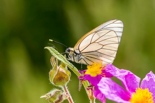 borboleta na natureza