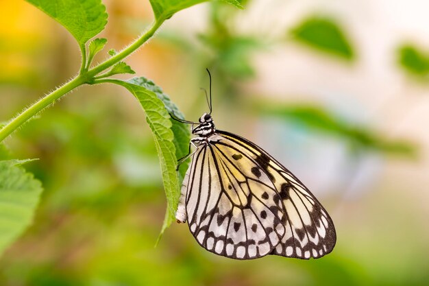 borboleta na natureza