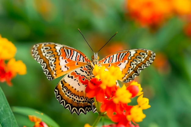 borboleta na natureza