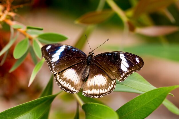 borboleta na natureza