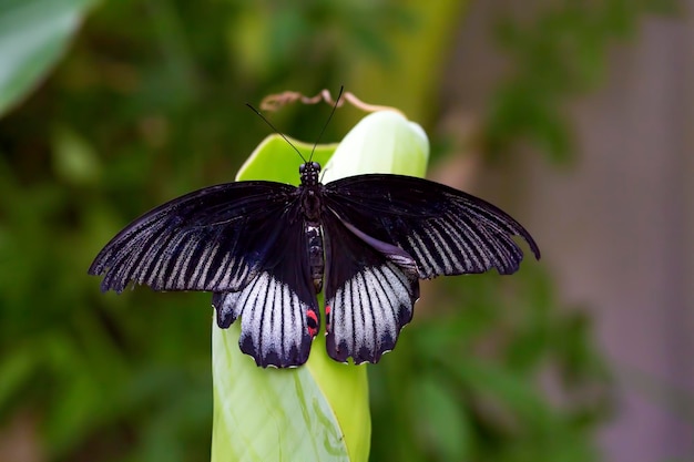 borboleta na natureza