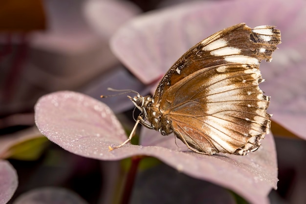 borboleta na natureza