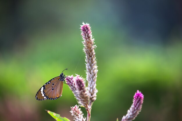 Borboleta na planta da flor