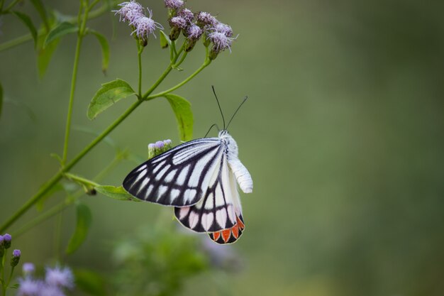 Borboleta na planta da flor