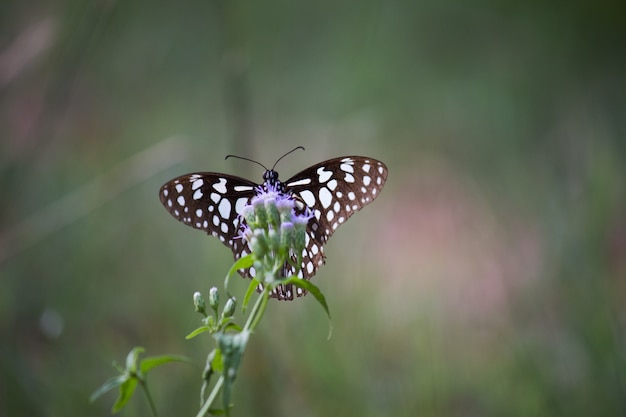 Borboleta na planta da flor