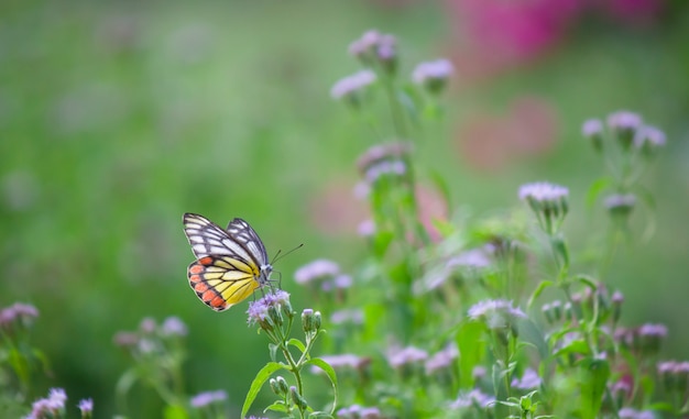 Borboleta na planta da flor