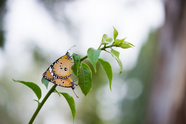 Borboleta na planta da flor