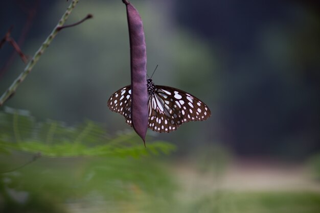 Borboleta na planta da flor