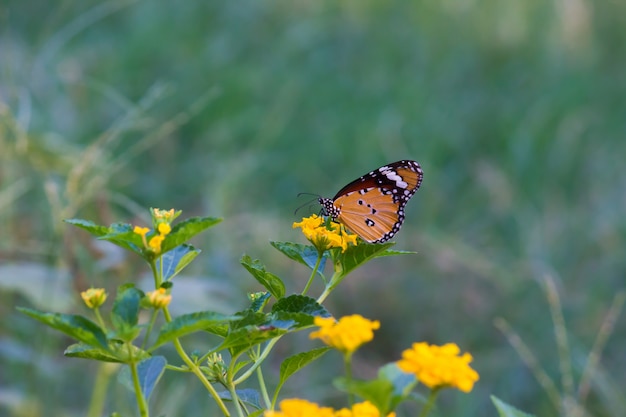 Borboleta na planta da flor