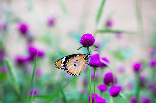 Borboleta na planta da flor