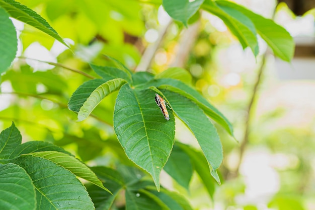 Borboleta na planta de folhas