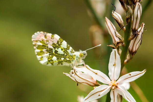 Borboleta na planta, flor na natureza. Vida selvagem.