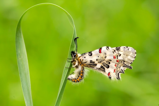 Borboleta na planta, flor na natureza. Vida selvagem.