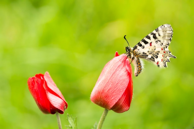 Borboleta na planta, flor na natureza. Vida selvagem.