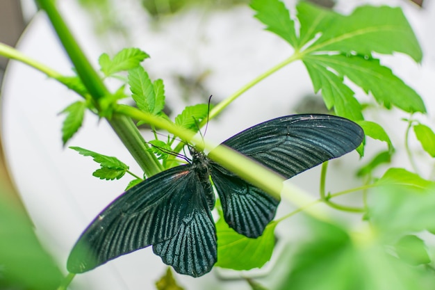 Borboleta na planta maconha