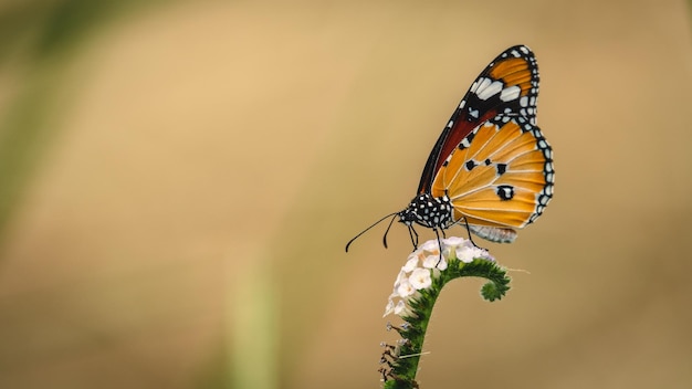 Borboleta na planta