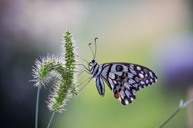 Borboleta na planta