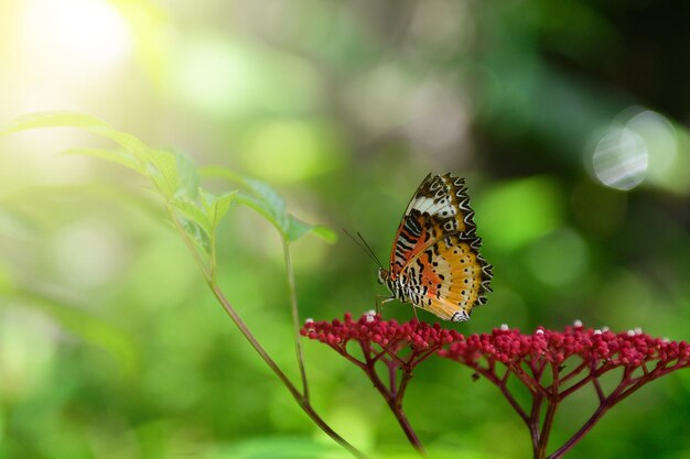 Borboleta nas folhas verdes