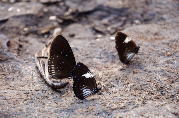 borboleta nas pedras