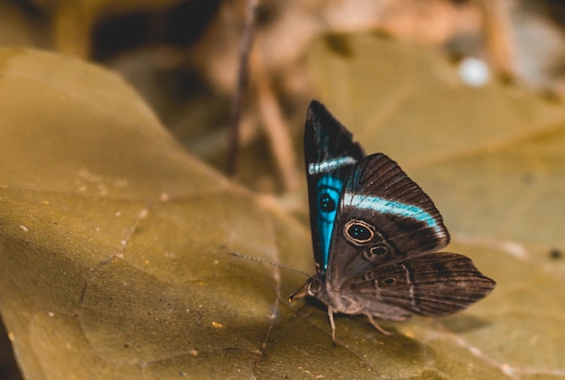 borboleta natural insetos montaa montanha verde