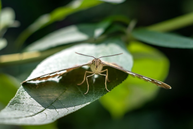 Borboleta natural sentada na folha e olhando diretamente para a câmera