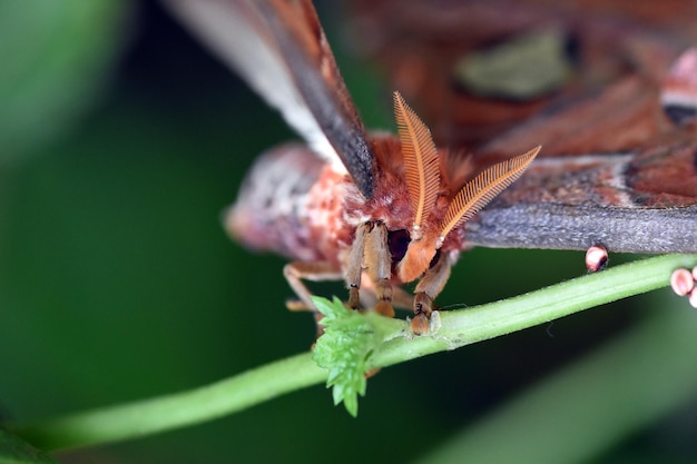 Borboleta no Butterfly Park em Bali, Indonésia.