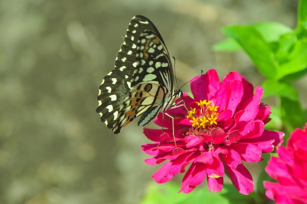 Borboleta no jardim e voando em flores