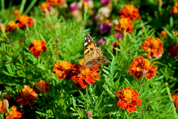 Borboleta no jardim