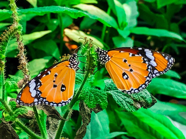 Foto borboleta no jardim