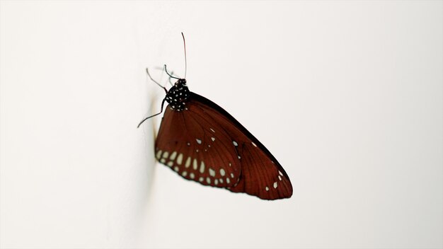 Borboleta no muro de concreto branco close-up