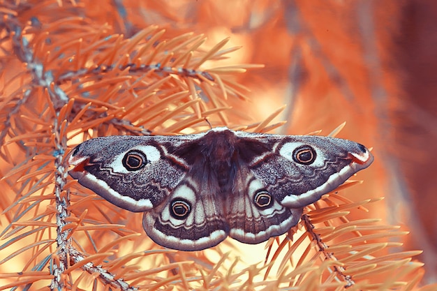 borboleta olho de pavão noturno / inseto linda borboleta olho de pavão, em estado selvagem