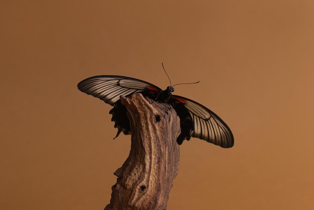 Borboleta papilio lowi ainda conceito de vida em casca de madeira na vida selvagem de fundo gradiente vermelho