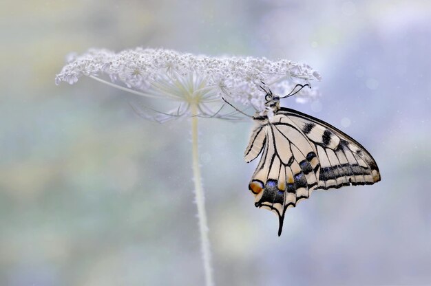 Borboleta Papilio machaon