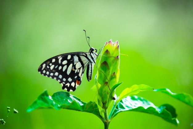 Borboleta Papilio ou A Borboleta de Limão Comum descansando nas plantas de flores