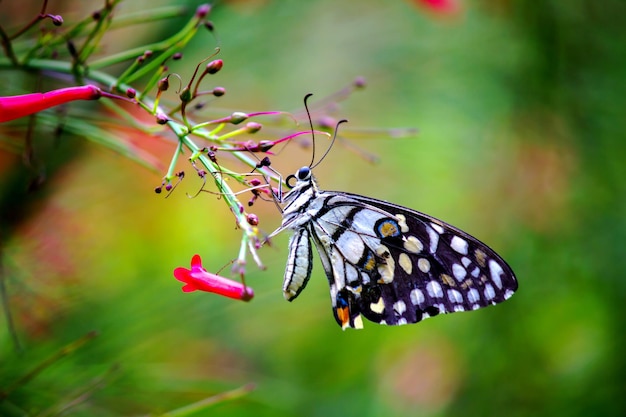 Borboleta Papilio ou A Borboleta de Limão Comum descansando nas plantas de flores