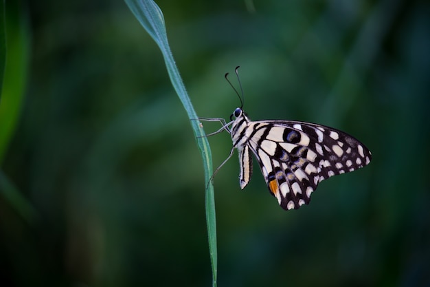 Borboleta papilio ou borboleta lima comum repousando sobre as flores em seu habitat natural