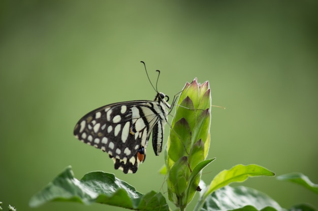 Borboleta papilio ou borboleta lima comum sentada nas flores em seu ambiente natural