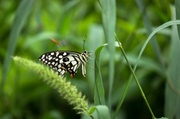 Borboleta Papilio ou The Common Lime Butterfly ou rabo de andorinha quadriculado descansando na planta de flor