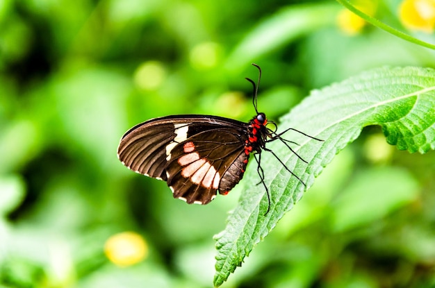 Borboleta Parides Iphidamas ou borboleta de coração com manchas vermelhas. lepidóptero.