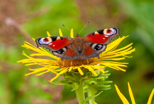 Foto borboleta pavão em flor amarela