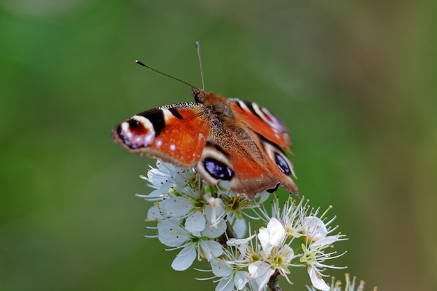 Borboleta pavão europeia Inachis io se alimentando de flores de árvore