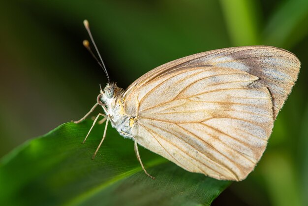 Borboleta pequena e linda borboleta fotografada com uma lente macro em folhas em um foco seletivo de jardim