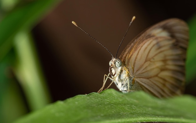 Borboleta pequena e linda borboleta fotografada com uma lente macro em folhas em um foco seletivo de jardim