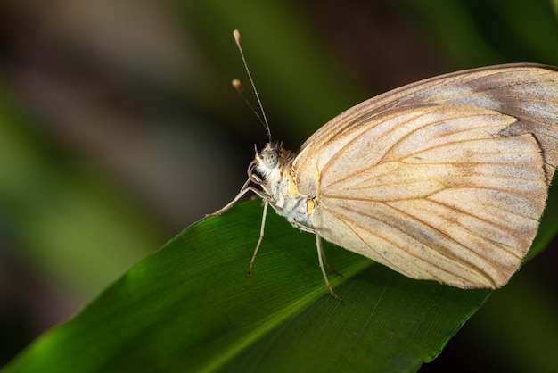 Borboleta pequena e linda borboleta fotografada com uma lente macro em folhas em um foco seletivo de jardim