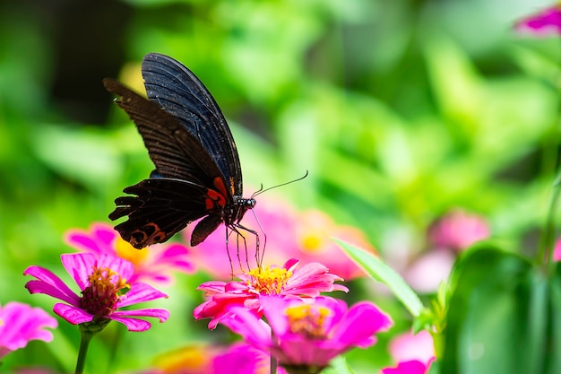 Borboleta preta em cores brilhantes do Zinnia cor-de-rosa no jardim.