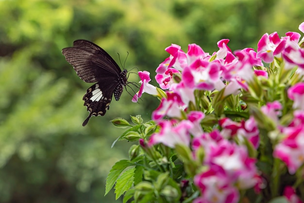 Borboleta preta em uma planta com flor